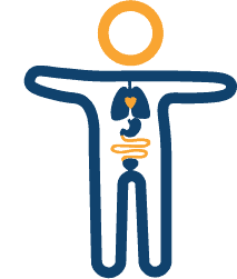 Icon of stick figure and organs.