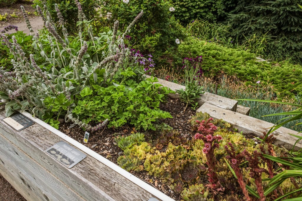 Scented plants in the Sensory Garden at Kingsbrae Garden