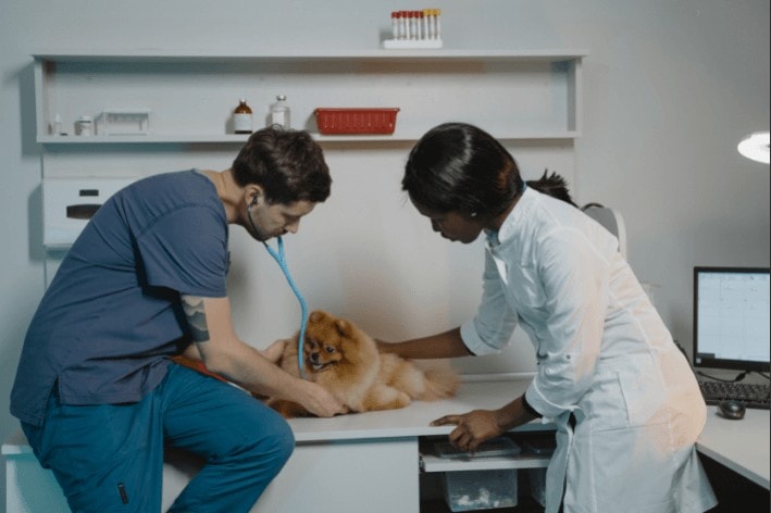 Two vets working with dog at sensory-friendly vet.