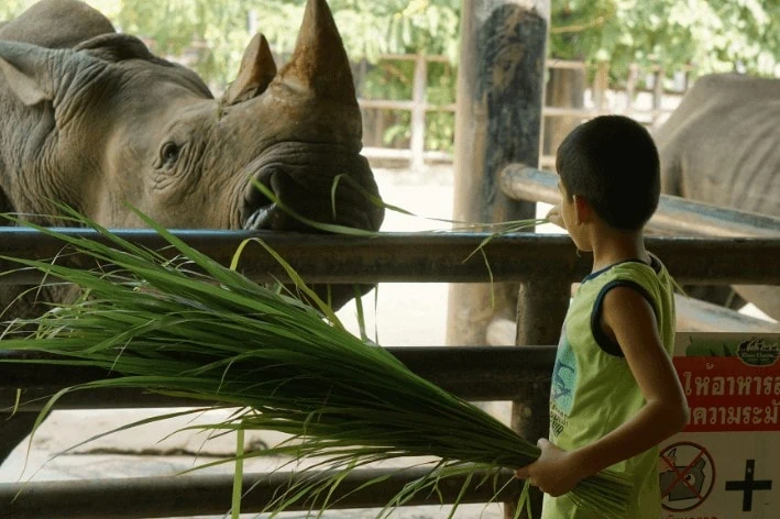A young child feeding grass to a rhinoceros at a sensory-friendly zoo